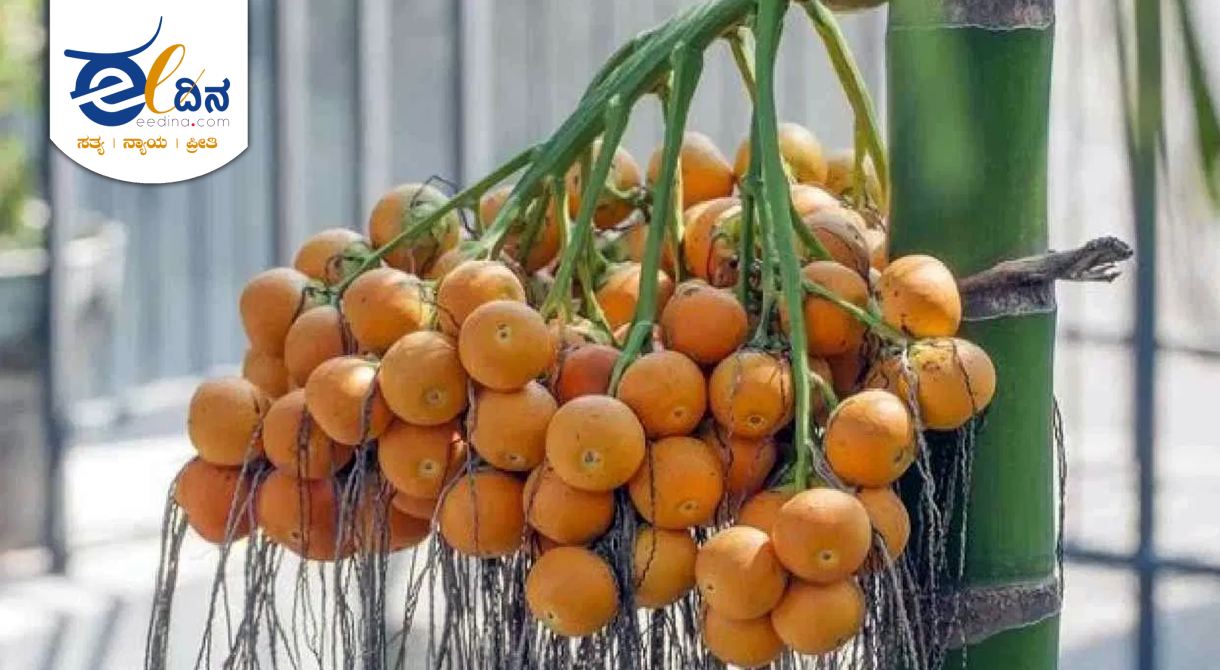 ಅಡಿಕೆ ಬೆಳೆ