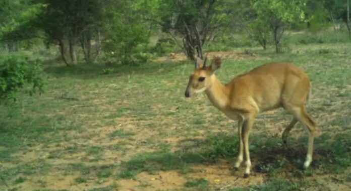 ಕೊಂಡುಕುರಿ
