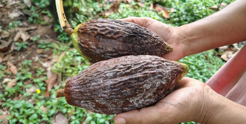 ಕೊಕ್ಕೊ 1