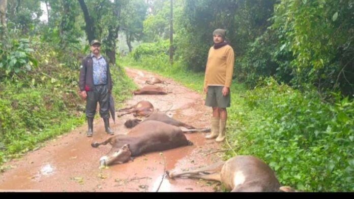 ಕೊಡಗು