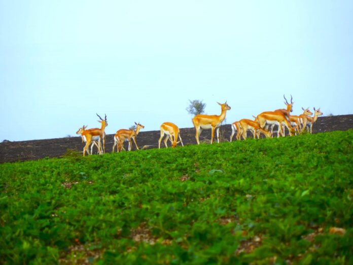 ಕೊಪ್ಪಳ ಜಿಂಕೆ ವನ