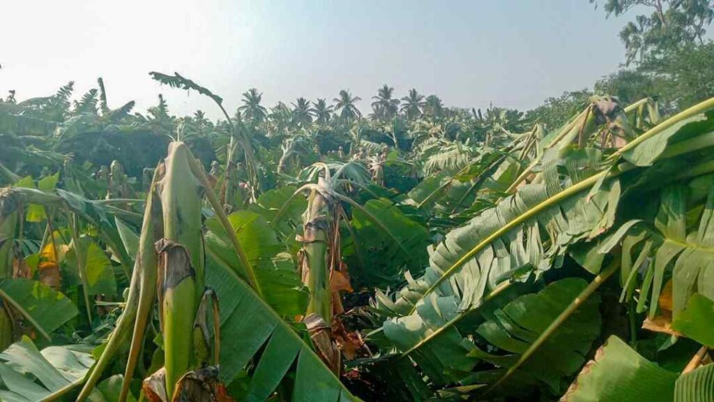 ಕೊಪ್ಪಳದಲ್ಲಿ ಬಾಳೆ ಬೆಳೆ