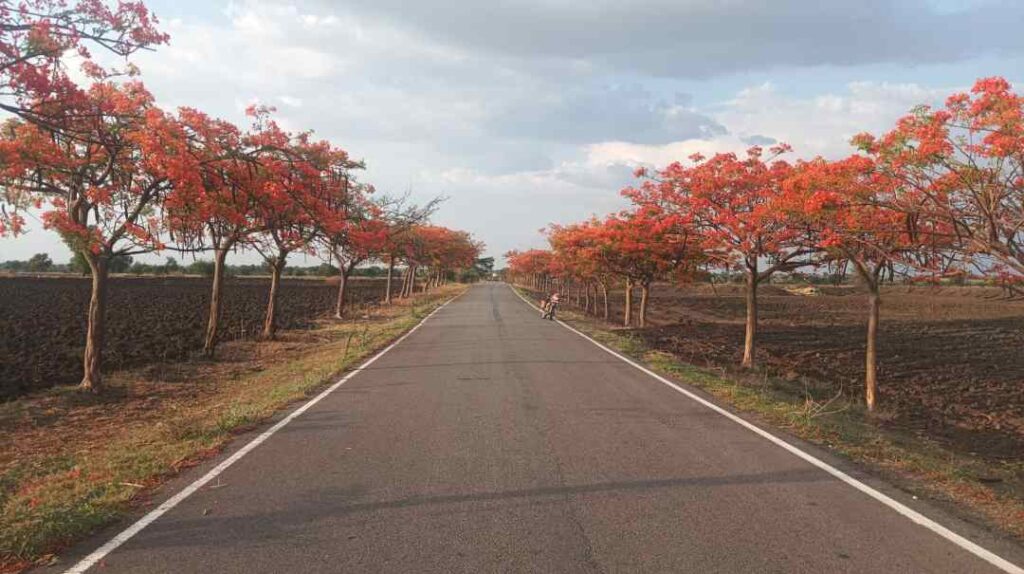 ಗುಲ್‌ ಮೊಹರ್‌ 1