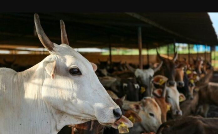 ಗೋಶಾಲೆಯಲ್ಲಿ 10ಕ್ಕೂ ಹೆಚ್ಚು ರಾಸುಗಳ ಸಾವು