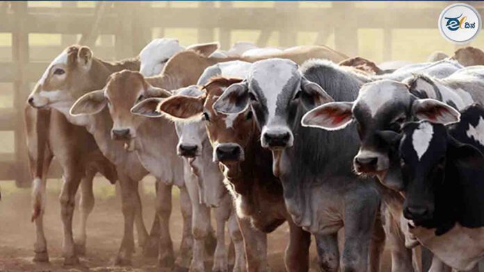 ಗೋಹತ್ಯೆ