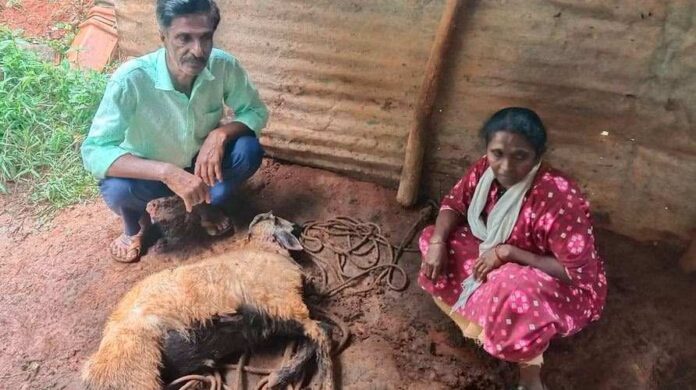 ಚಿರತೆ ದಾಳಿಗೆ ಕುರಿ ಬಲಿ