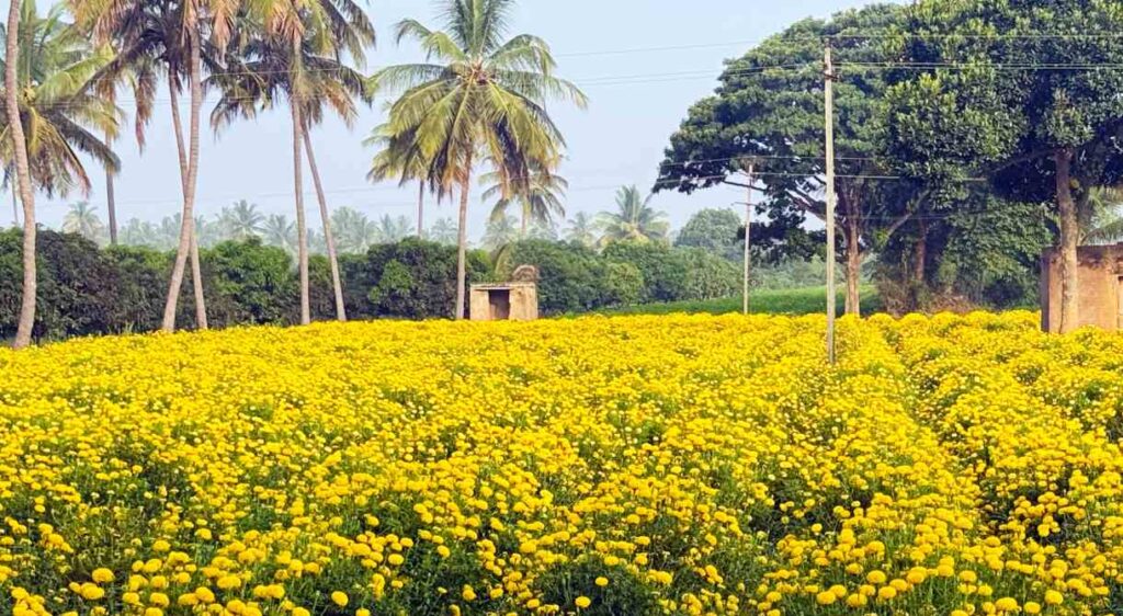 ಚೆಂಡು ಹೂವು 1 1