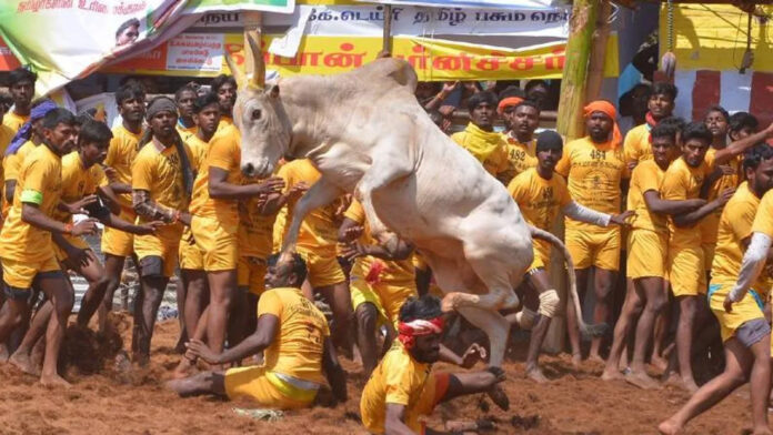 ಜಲ್ಲಿಕಟ್ಟು