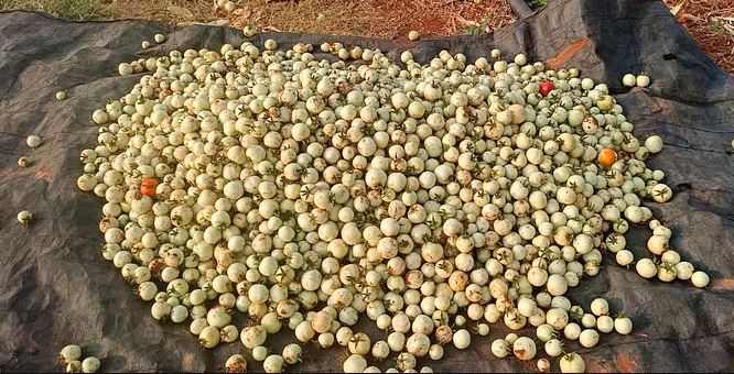 ಟೊಮೆಟೊ ಬೆಳೆ ಹಾನಿ