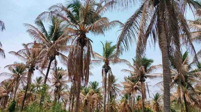 ತೆಂಗಿನ ಮರಗಳಿಗೆ ಗರಿರೋಗ