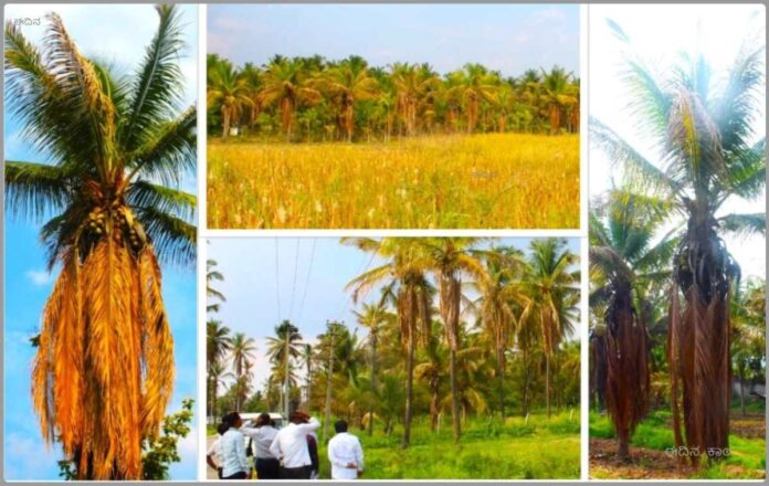 ತೆಂಗು ಕಾಂಡ ಸೋರುವ ರೋಗ
