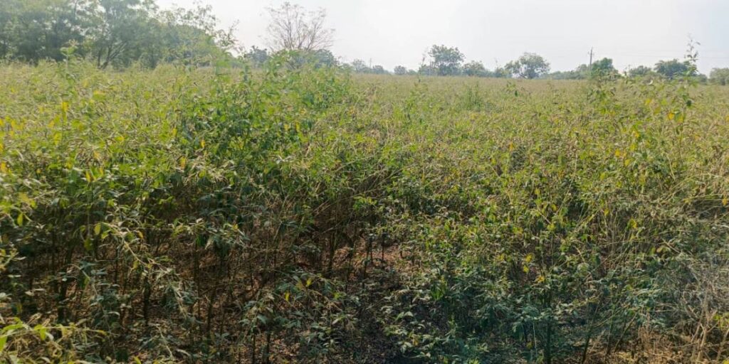 ತೊಗರಿ ಬೆಳೆ