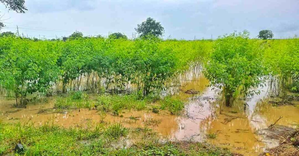 ತೊಗರಿ ಬೆಳೆ ಜಲಾವೃತ