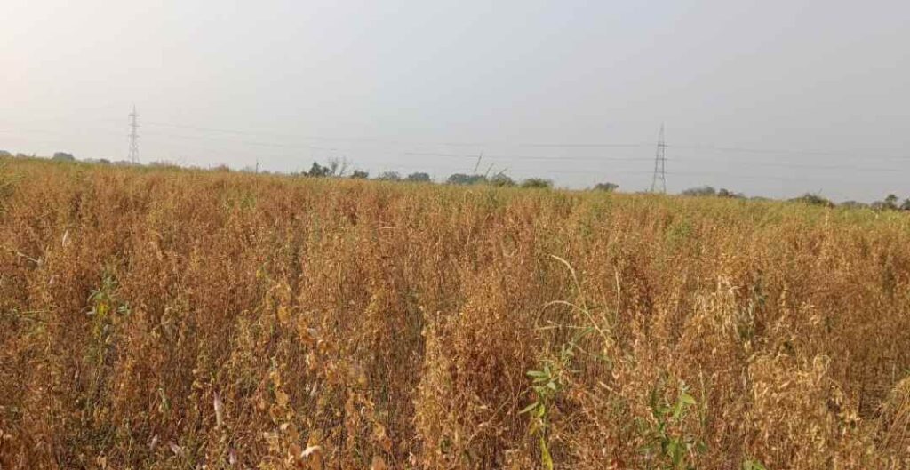 ತೊಗರಿ ಬೆಳೆಹಾನಿಯಿಂದ ರೈತರ ಆತ್ಮಹತ್ಯೆ