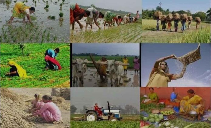 ದೇಸಿ ಸಾಂಪ್ರದಾಯಿಕ ಬೆಳೆ