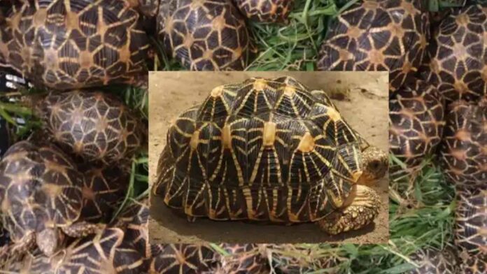 ನಕ್ಷತ್ರ ಆಮೆ