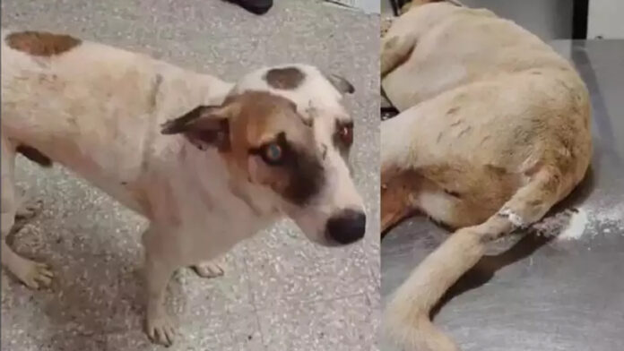 ಬೆಂಗಳೂರು, ನಾಯಿ, ಅತ್ಯಾಚಾರ, Bangalore, dog, rape,