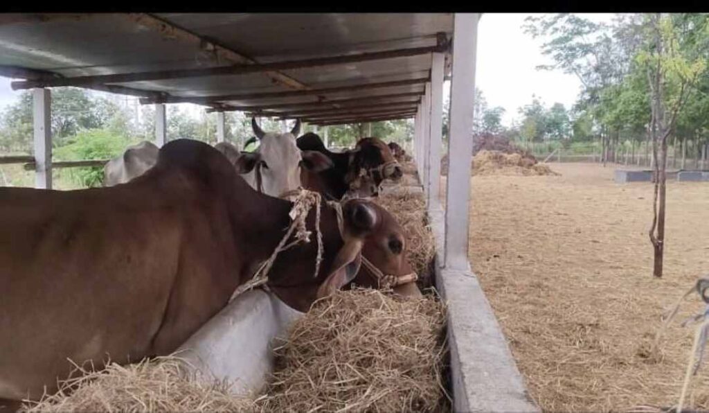 ನುಗ್ಗೆಸೊಪ್ಪಿನ ಪುಡಿ 2