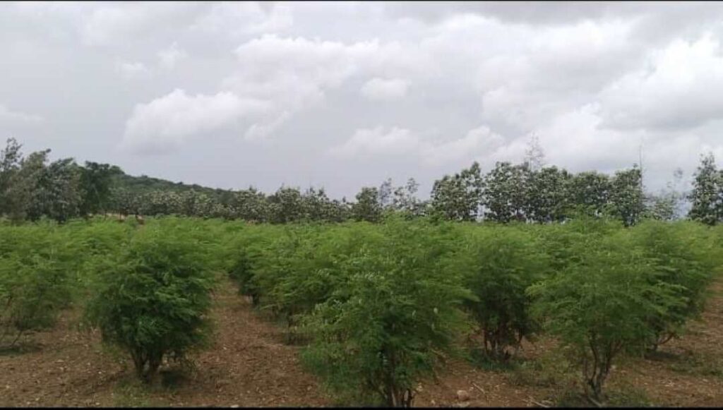 ನುಗ್ಗೆಸೊಪ್ಪಿನ ಪುಡಿ 3