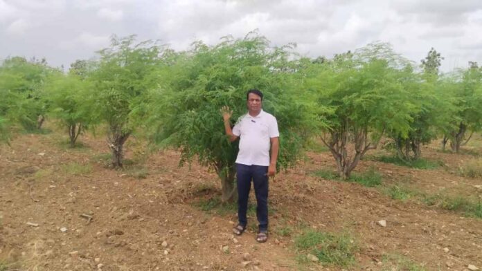 ನುಗ್ಗೆಸೊಪ್ಪಿನ ಪುಡಿ