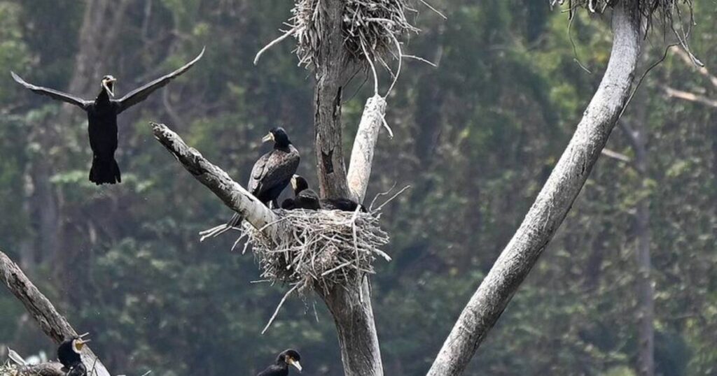 ಪಕ್ಷಿಗಳ ವಲಸೆ