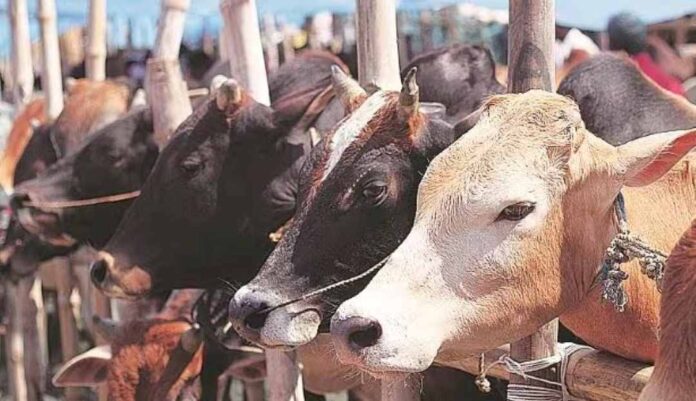 ಜಾನುವಾರುಗಳನ್ನು ಪಶು ಆಧಾರ್‌ ನೋಂದಣಿಗೆ ಒಳಪಡಿಸಲು ಸಿದ್ಧ