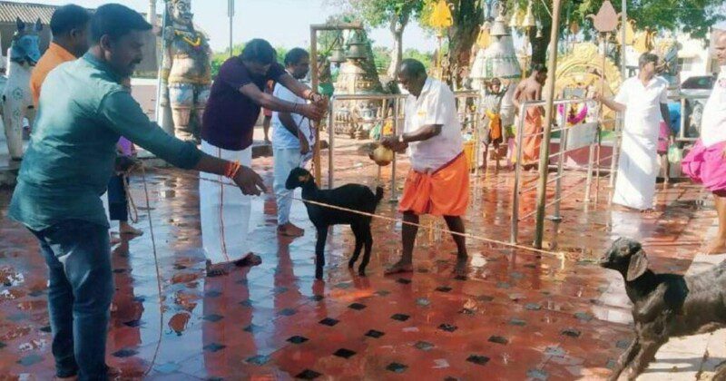 ಪ್ರಾಣಿಬಲಿ