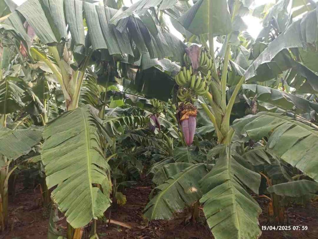 ಬಾಗಿದ ಬಾಳೆ 1