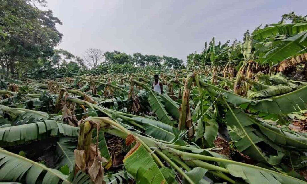 ಬಾಳೆ ಬೆಳೆ ಹಾನಿ
