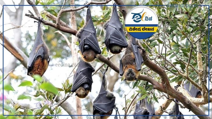 ಬಾವಲಿ, bats