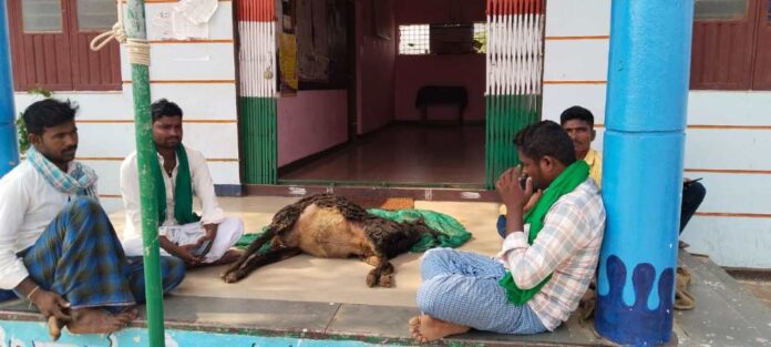 ಬಿಸಿಲಿನ ತಾಪಕ್ಕೆ ಪ್ರಾಣಿಗಳ ಸಾವು