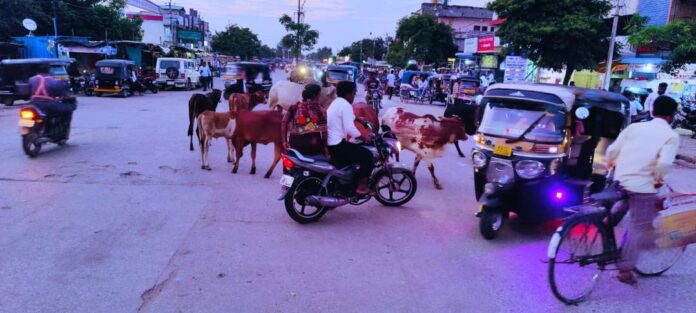 ಬೀಡಾಡಿ ದನಗಳ ತೊಂದರೆ