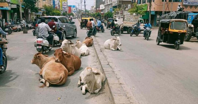 ಬೀಡಾಡಿ ದನಗಳ ಹಾವಳಿ