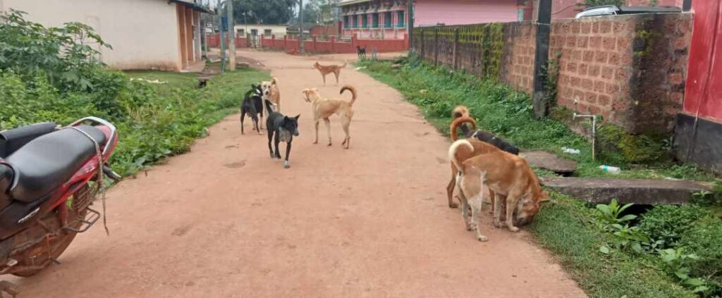 ಬೀದಿನಾಯಿ ಹಾವಳಿ 1