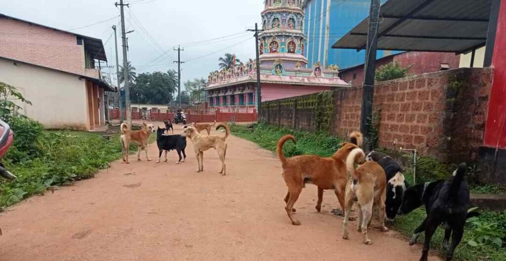ಬೀದಿನಾಯಿ ಹಾವಳಿ