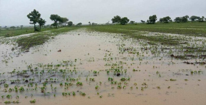 ಭರೀ ಮಳೆಗೆ ಬೆಳೆ ಜಲಾವೃತ
