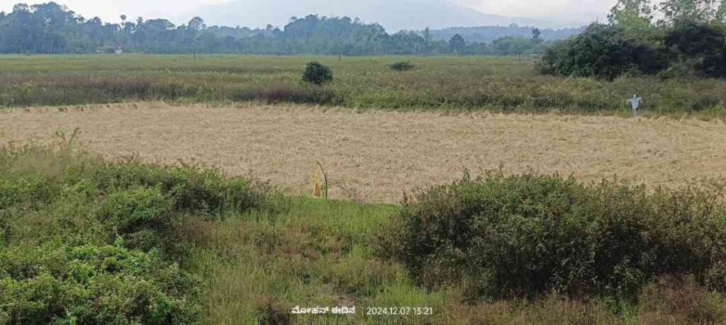 ಭತ್ತ ಹಾನಿ 1