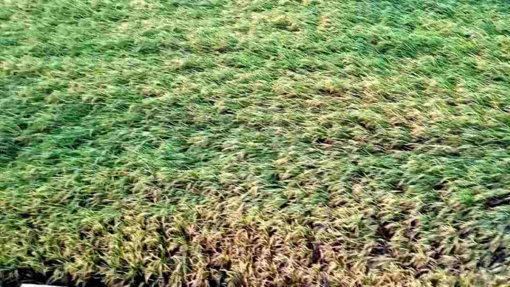 ಭತ್ತದ ಬೆಳೆಹಾನಿ ಕೊಪ್ಪಳ