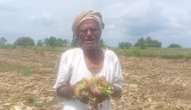 ಮಕ್ಕೆಜೋಳ