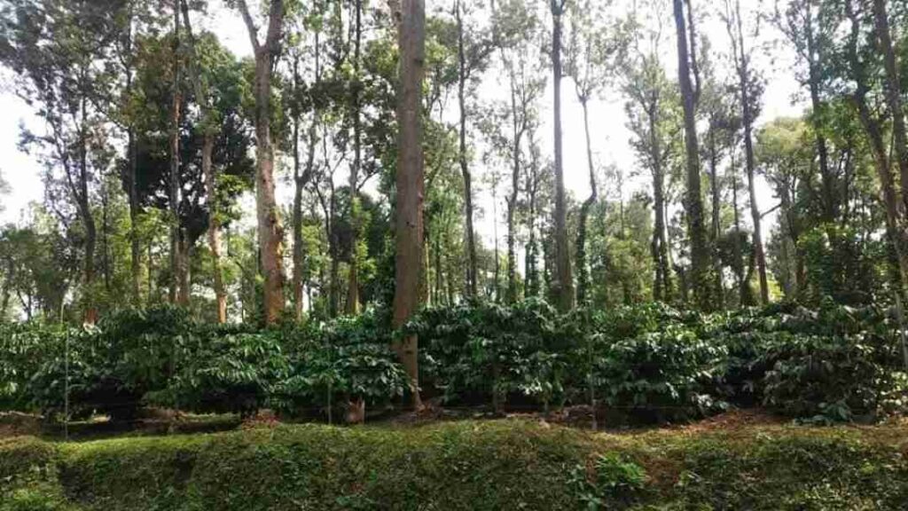 ಮಡಿಕೇರಿ ಶುದ್ಧ ಗಾಳಿ 1