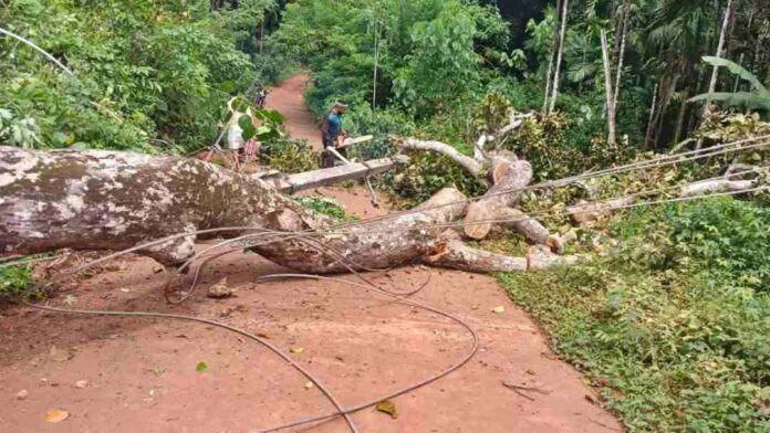 ಮರ ಕಡಿದು ಸಾಗಾಟ