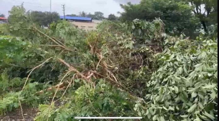 ಸಾಲು ಮರದ ತಿಮ್ಮಕ್ಕ ಬೆಳೆಸಿದ್ದ ಮರಗಳ ನಾಶ