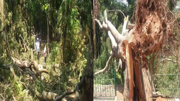 ಮಳೆ ಕಬ್ಬನ್‌ಪಾರ್ಕ್‌