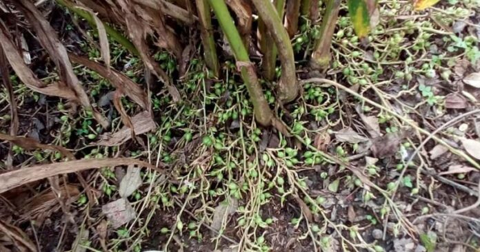 ಮಳೆಗೆ ನಲುಗಿದ ಏಲಕ್ಕಿ