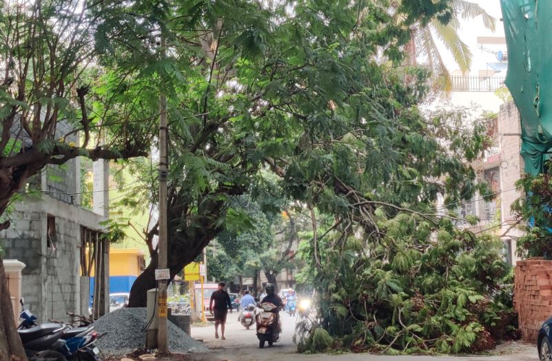 ಮುರಿದುಬಿದ್ದ ಮರ
