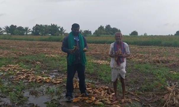ಮೆಕ್ಕೆಜೋಳ ಹಾನಿ