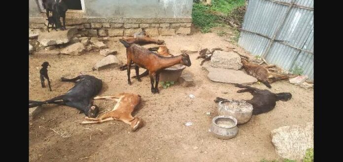 ನಾಯಿ ದಾಳಿಗೆ ಮೇಕೆಗಳ ಸಾವು