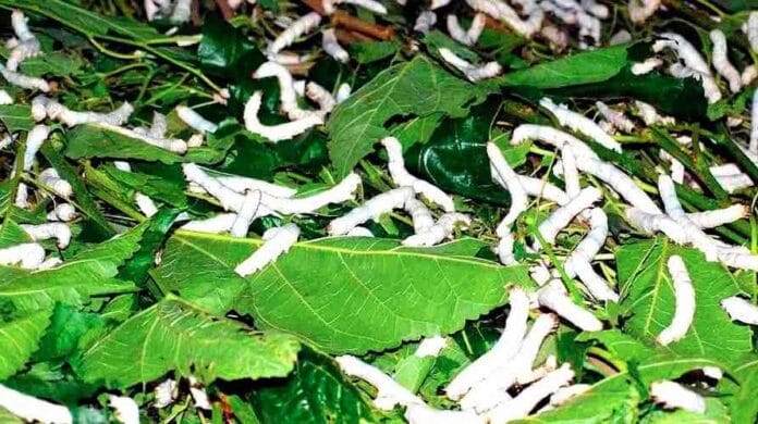 ರೇಷ್ಮೆಹುಳುಗಳಿಗೆ ರೋಗದ ಭೀತಿ