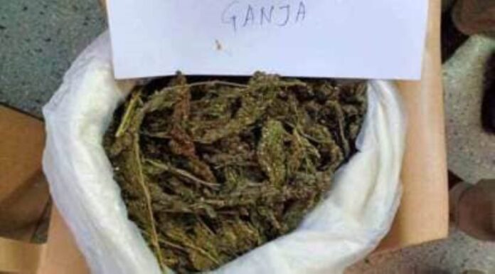 ವಶಪಡಿಸಿಕೊಂಡ ಗಾಂಜಾ ನಾಶ
