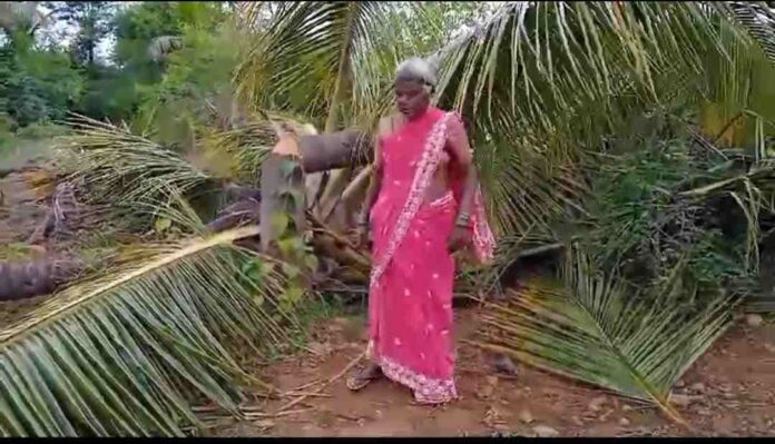 ವೃದ್ಧೆಯ ತೆಂಗಿನ ತೋಟ ನಾಶ